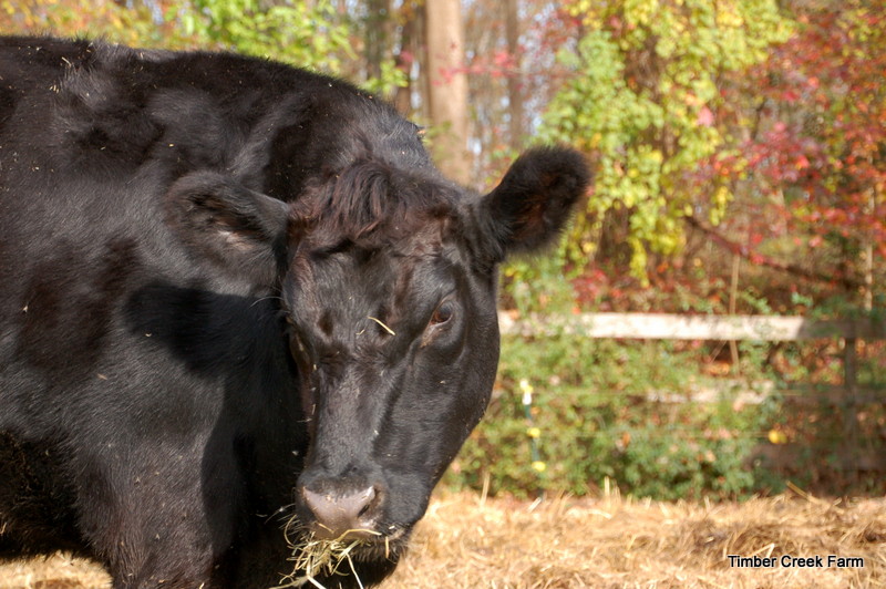 How to Start a Cattle Farm on Small Acreage Countryside